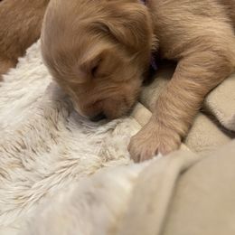 Golden Retriever Puppies from Tradershire Goldens