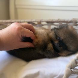 Baby Toast - Orange sable male Pomeranian puppy in Sacramento, California from Carousel Poodles & Pomeranians