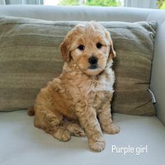Purple Girl - Cream female Goldendoodle puppy in Rochester, New York from Sandy Creek Doodles