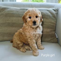 Purple Girl - Cream female Goldendoodle puppy in Rochester, New York from Sandy Creek Doodles