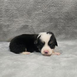 No Collar Male - Black and tan male Pembroke Welsh Corgi puppy in Tenino, Washington from LoneStar Corgis NW