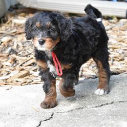 Red girl - Tri-color female Bernedoodle puppy in Waukesha, Wisconsin from Bernedoodle Boutique (and Cavapoos)