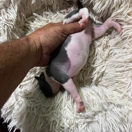 Italian Greyhound Puppies from Fisher Link