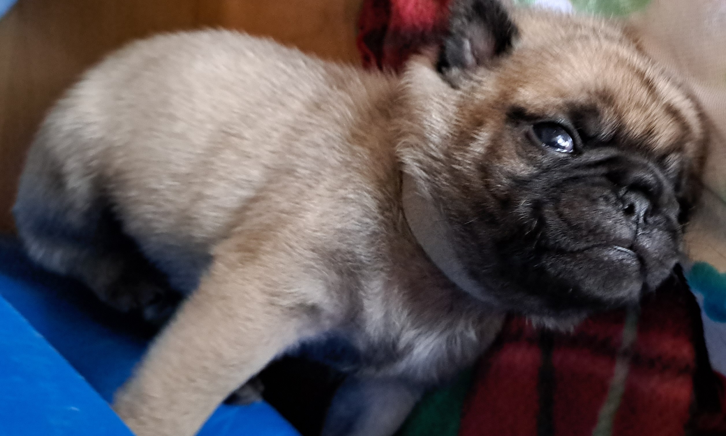 Pug Puppies from Cj Snuggle Pugs