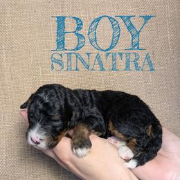 Sinatra - Tri-color male Bernedoodle puppy in Cambridge, Minnesota from Country Meadow Doodles