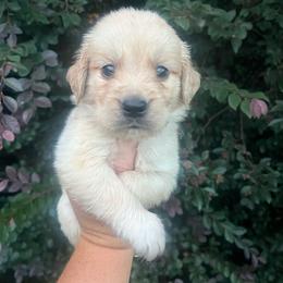 Light blue collar - Golden male Golden Retriever puppy in Jesup, Georgia from Painted Platinum Retrievers (Painted Platinum Kennel) PPK