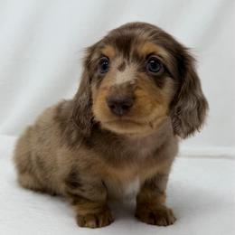 Hendrix - Dapple male Dachshund puppy in Pulaski, Tennessee from Billboard Doxies