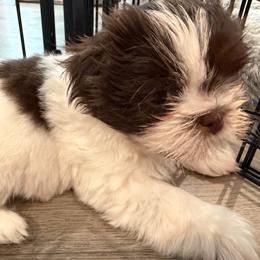 Latte - Liver and white female Shih Tzu puppy in Riverside, California from AKC Shih Tzu of California