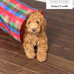 Einstein - Apricot male Goldendoodle puppy in Lake Charles, Louisiana from Perfect Fit Poodles & Doodles
