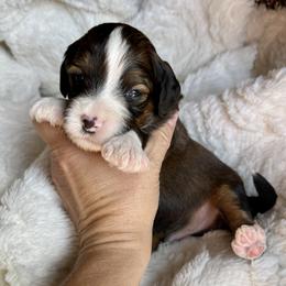 Bandit - Tri-color male Bernedoodle puppy in Superior, Arizona from Mountain Bridge Doodles