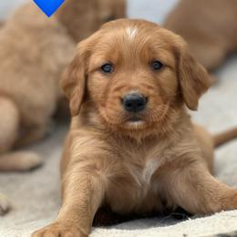 Blue - Dark golden male Golden Retriever puppy in Calistoga, California from Willow’s AKC Golden Retrievers