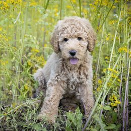 Goldendoodle and Labradoodle Puppies from Dessie's Doodles