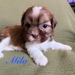 Milo - Liver and white male Shih Tzu puppy in Hemet, California from Aloha Shih Tzu
