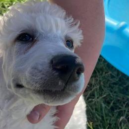 Aussiedoodles, Bernedoodles, Goldendoodles, and Poodles from Flat Rock Doodles LLC