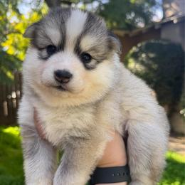 Cupcake - Silver and white female Pomsky puppy in La Verne, California from Red Cedar Pomskies