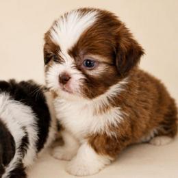 CASTOR - Brindle and white male Shih Tzu puppy in Los Banos And Bay Area, California from Shantii's Shih Tzu's