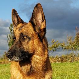 German Shepherds from Krudup German Shepherds