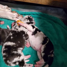 Great Dane Puppies from Dog in Mind Danes