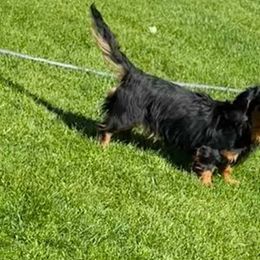 Sammy - Dachshund