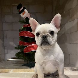 Kat - Chihuahua
