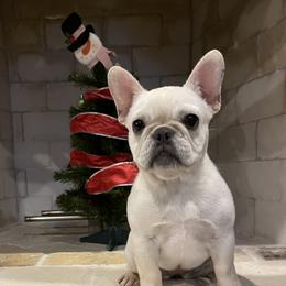 Kat - Chihuahua