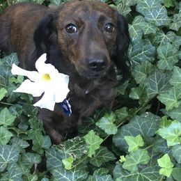 Dachshund Puppies from Cogsworth Cromwell Dachshunds of South West Michigan