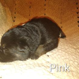 Pink - Black and tan female German Shepherd puppy in Dawsonville, Georgia from Vom Aussenseiter
