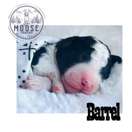 Barrel - Tri-color male Bernedoodle puppy in Belleville, Michigan from Moose Tracks Bernedoodles
