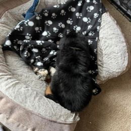 Bernese Mountain Dog Puppies from Lonesome Pine Farm