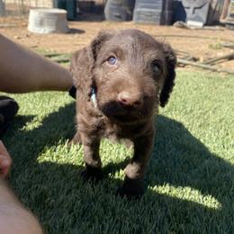 Anatolian Shepherd Dog, Aussiedoodle, and Scottish Terrier Puppies from Lee Valley Scotties