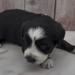 Rocky - Black & white male Toy Australian Shepherd puppy in Fairview, Tennessee from Hoffman Forest Acres LLC