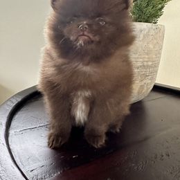 Pomeranian Puppies from Mendocino Pomeranians