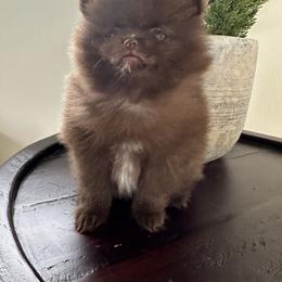 Pomeranian Puppies from Mendocino Pomeranians