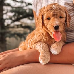 Bannock - Red  male Goldendoodle puppy in Meridian, Idaho from Table Rock Legacy Doodles