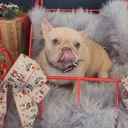 Giada - French Bulldog