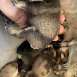 Dexter - White male Miniature Schnauzer puppy in Sonora, California from What’s Up Doods