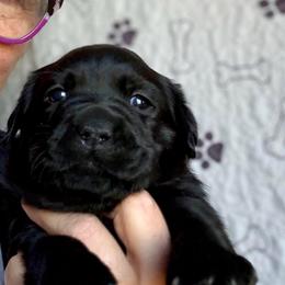 Girl 1 - Black female Labrador Retriever puppy in Ranchita, California from Pacific Crest Labradors