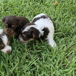Yorkshire Terriers from Southern Yorkies by Trisha