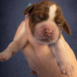 Tesla - Liver white and tan female English Springer Spaniel puppy in Florida from Thunderbird Springers