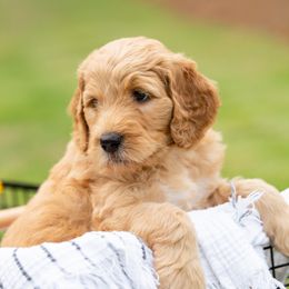 Goldendoodle Puppies from Ellie's Goldendoodles