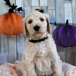 Griffin - Cream Labradoodle puppy in Lanexa, Virginia from Lees Reach Farm