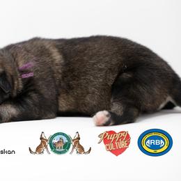 Collar - Red gray agouti female Tamaskan puppy in Greater Harrisburg Area, Pennsylvania from Hawthorne Tamaskan