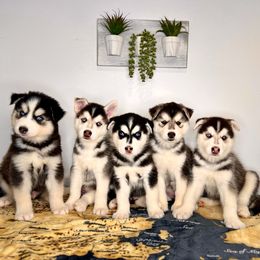 Maltese and Siberian Husky Puppies from Nyx’s Pack