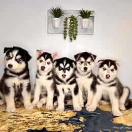 Maltese and Siberian Husky Puppies from Nyx’s Pack