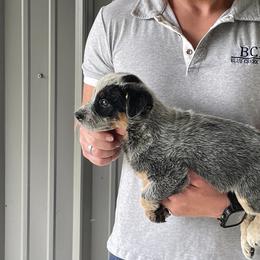 Eve - Male 1 - Blue male Australian Cattle Dog puppy in Jefferson, South Carolina from Blue Creek Farms