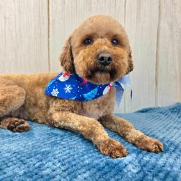 Pebbles - Poodle