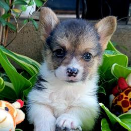 Blue bandana boy - White and black male Pembroke Welsh Corgi puppy in Cherokee, Oklahoma from MCS Farms-OK