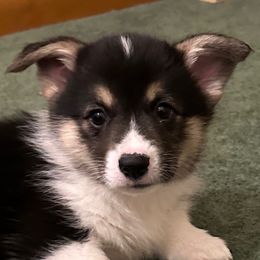 Boy 3 - Black and tan Pembroke Welsh Corgi puppy in Strasburg, Colorado from M and B Corgis