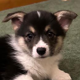 Boy 3 - Black and tan Pembroke Welsh Corgi puppy in Strasburg, Colorado from M and B Corgis