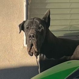 Rex - Great Dane